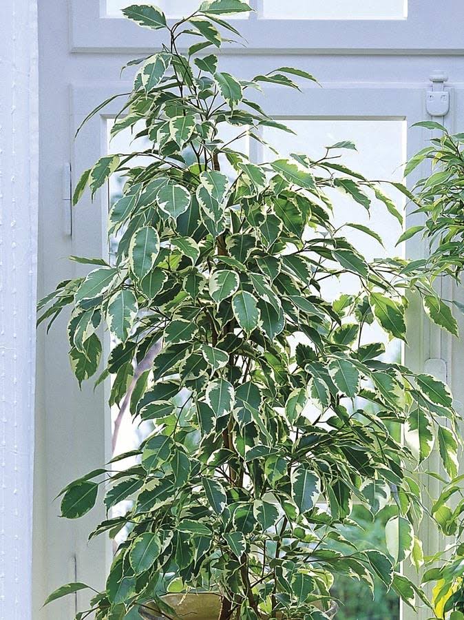 Lowe's Ficus House Plant in 1.75-Gallon (S) Pot | Nursery