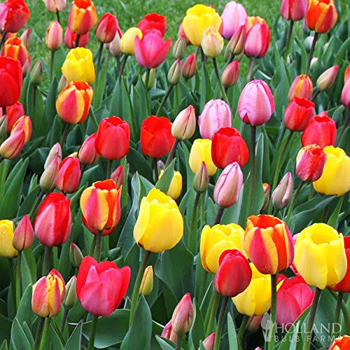 Mixed Triumph Tulip Value Bag (50 Bulbs) | Dutch Grown Flower Bulbs from Holland | Perennial Tulip Bulbs 50 Pack